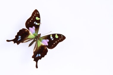 Butterfly (Graphium weiskey) clipart