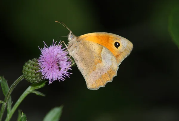 Schmetterling (Satyrus)) — Stockfoto
