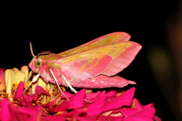 Hawk moth (Deilephila elpenor) — Stock Photo, Image