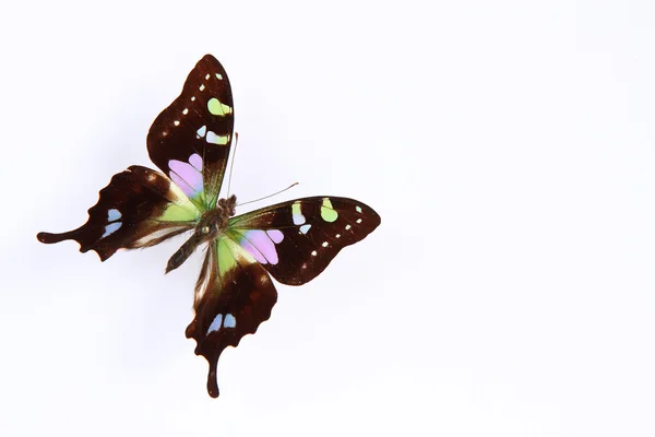 Mariposa (Graphium weiskey ) — Foto de Stock