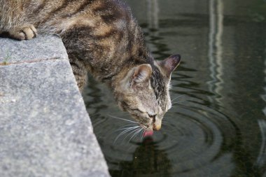 Cat Drinking clipart