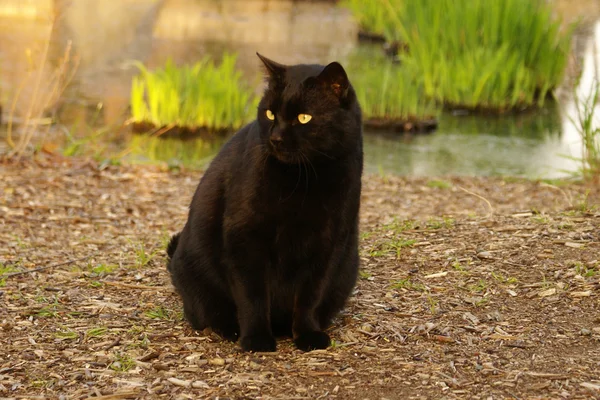 siyah kedi
