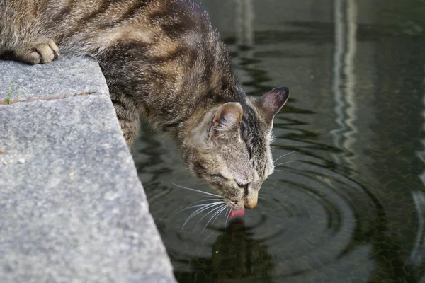 Cat Drinking — Stock Photo, Image