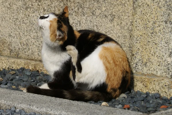 Φαγούρα γάτα — Φωτογραφία Αρχείου