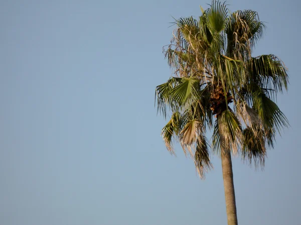 stock image Lonely Palm