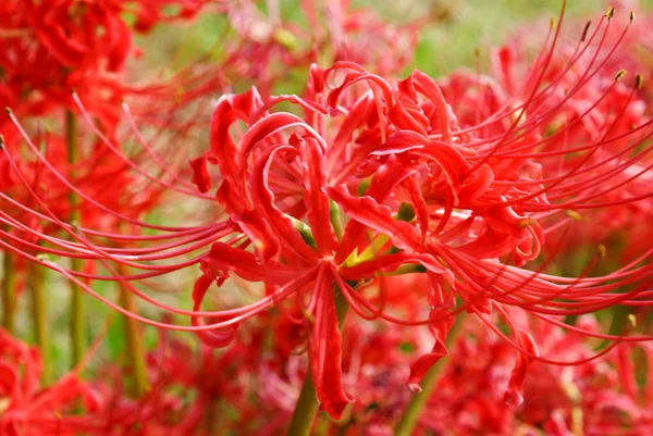 stock image An Explosion of Red