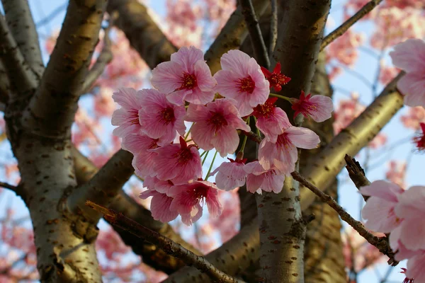 Sakura bahar