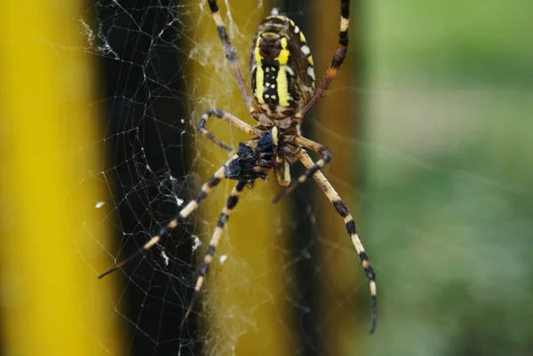 Feasting Spider — Stock Photo, Image