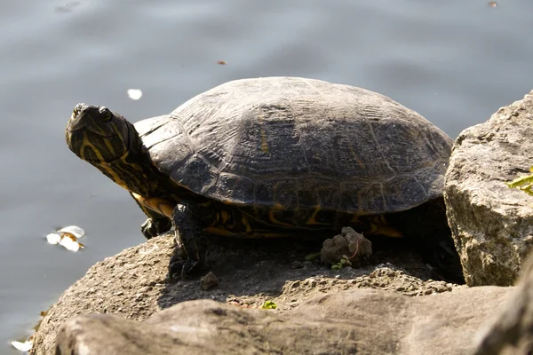 Stock image Turtle on a Rock