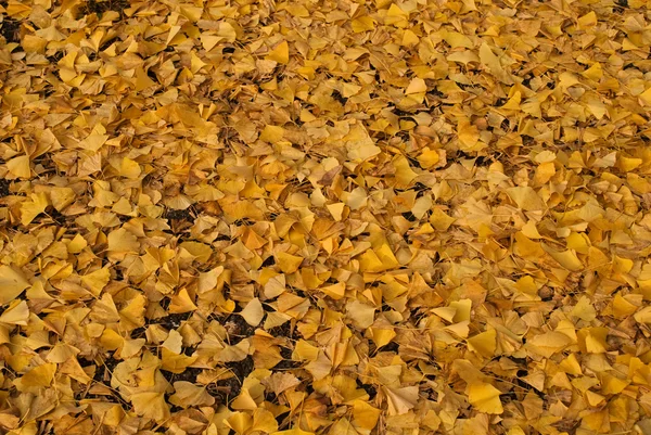 stock image Ginkgo Carpet