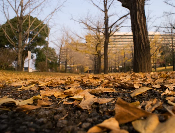 stock image Fallen Leaves