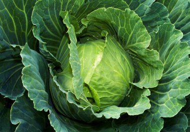 Green cabbage clipart