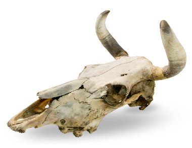 Bull skull clipart