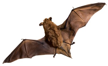 Bat a mammal clipart