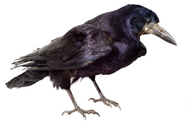 Bird of a raven clipart