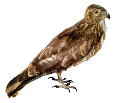 Bird a harrier is a bog clipart