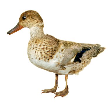 Duck Anas Crecca clipart