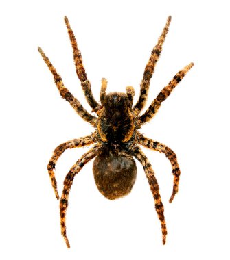 Spider a tarantula lycosa singoriensis clipart