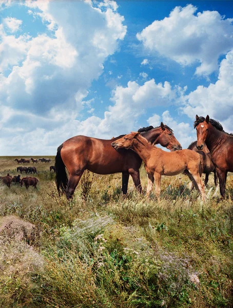 Hästar i stäppen — Stockfoto