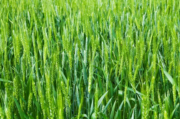 Yeşil buğday tarlası