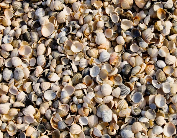 stock image Small shells