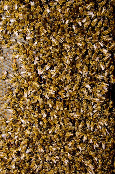 Bees sealed honeycomb