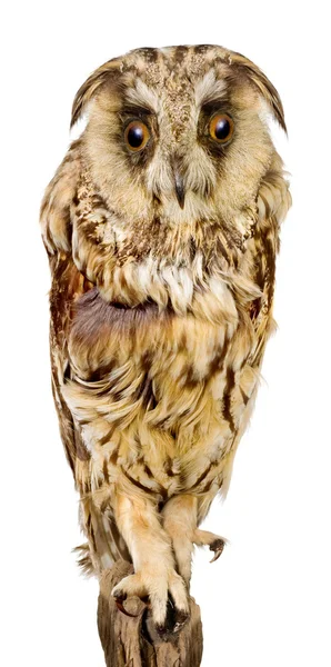 Bird owl with big ears — Stock Photo, Image