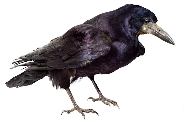 Птица ворона — стоковое фото