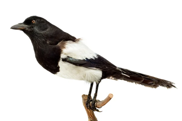 Bird magpie — Stock Photo, Image