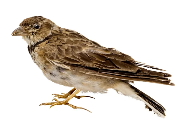 Bird sparrow passer — Stock Photo, Image