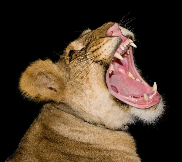 stock image Head of a lioness