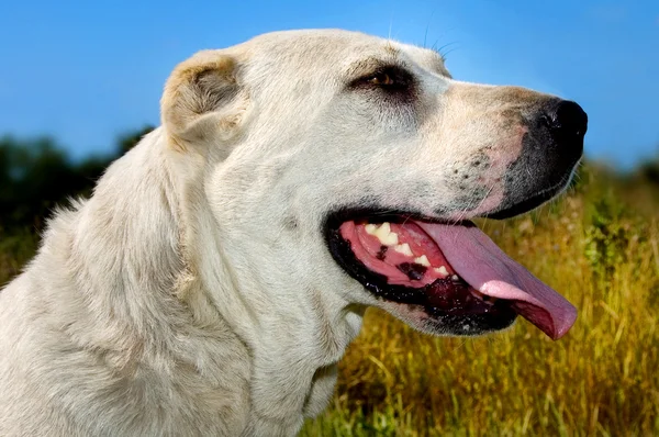 Central Asian shepherd dog — Stock Photo, Image