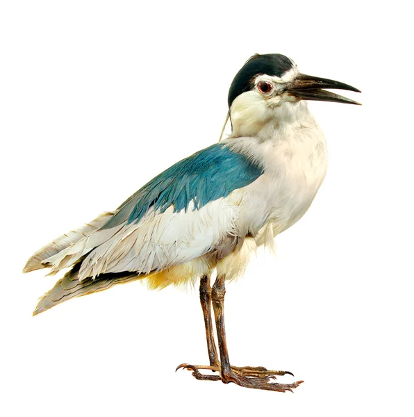 Ptak — Zdjęcie stockowe