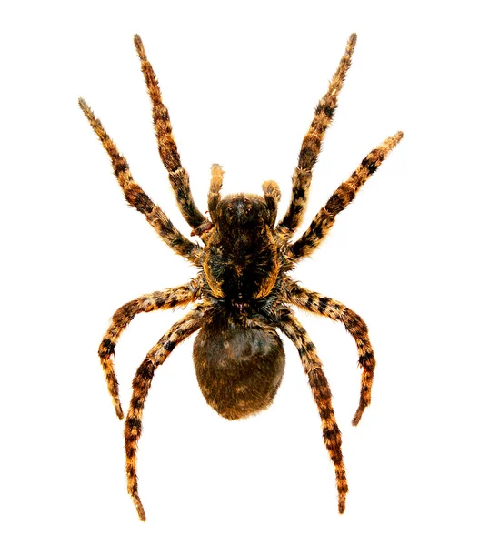 Αράχνη μια ταραντούλα lycosa singoriensis — Φωτογραφία Αρχείου