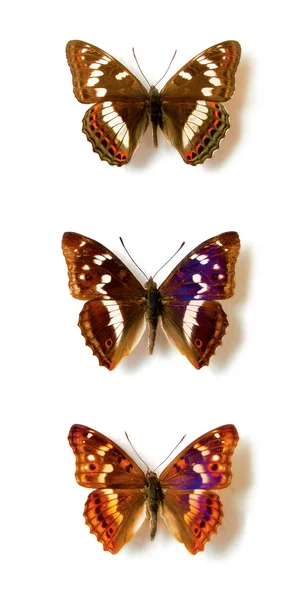 Vlinders — Stockfoto