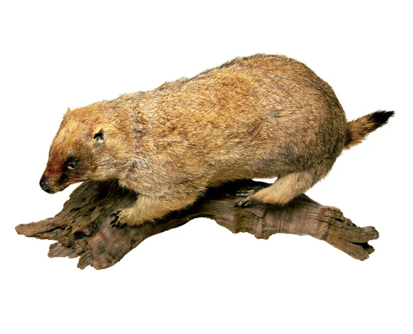 Zvířecí marmota bobac — Stock fotografie