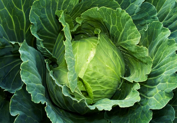 Green cabbage Stock Photo