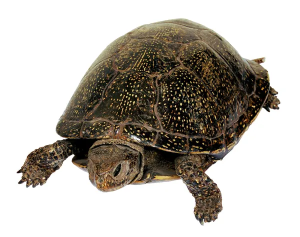 Pântano de tartaruga Emis orbicularis Fotos De Bancos De Imagens
