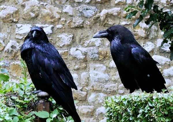 Raven of Tower from London — Stock Photo, Image