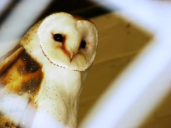 stock image Owl in the aviary of Leeds Castle