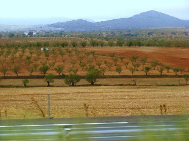 zeytin ağaçlarının yanında purullena