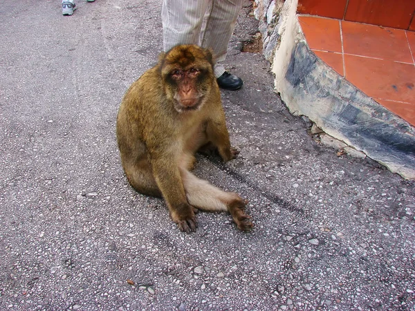 maymun Gibraltar