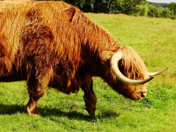 stock image Scottish highlander