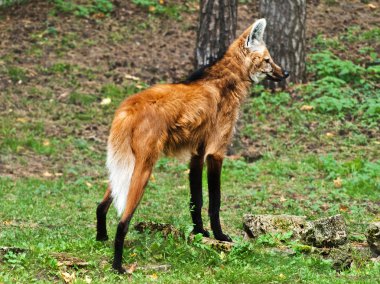 Maned wolf clipart