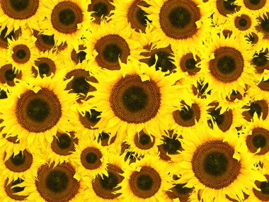 Sunflower background clipart