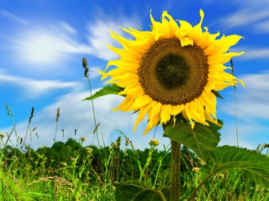 Sunflower in green field clipart