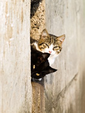 Two outdoor cat clipart