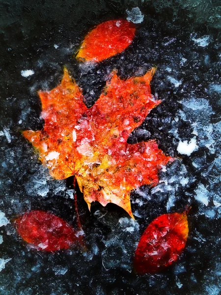 Hojas de otoño en hielo — Foto de Stock