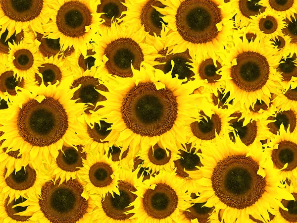 Олія соняшникова фону — стокове фото