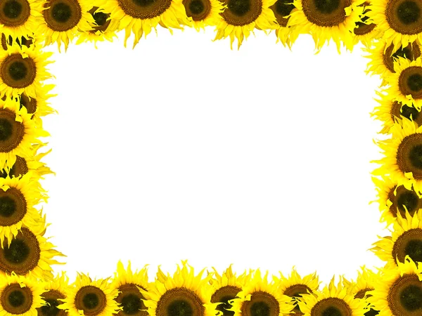 Słonecznik ramki — Zdjęcie stockowe